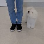 犬の幼稚園 ローヌくんとトレーニング