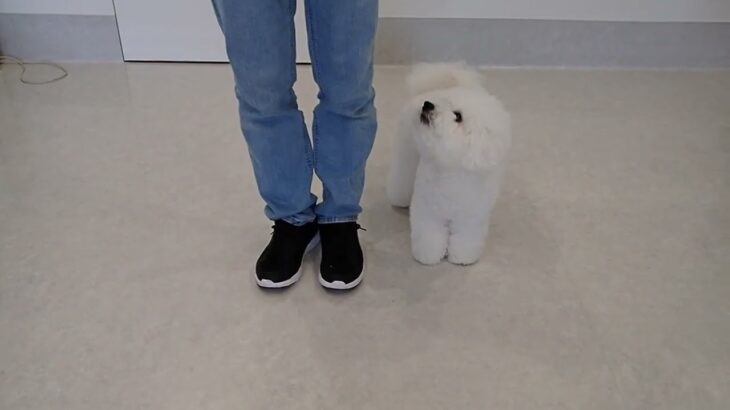 犬の幼稚園 ローヌくんとトレーニング