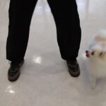 犬の幼稚園 ユパくんとトレーニング