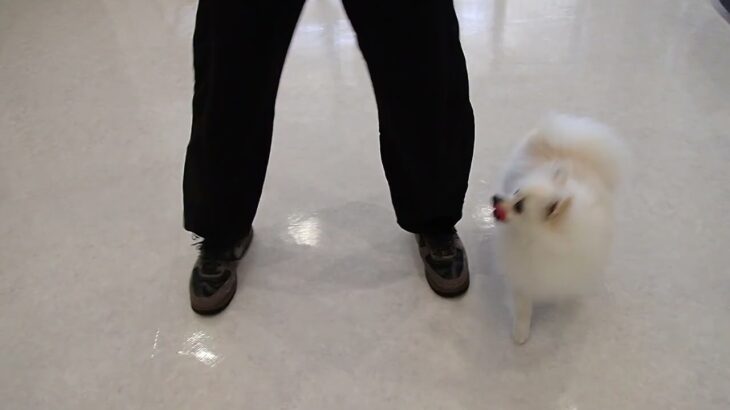 犬の幼稚園 ユパくんとトレーニング