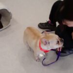 犬の幼稚園 なちゅちゃんとトレーニング