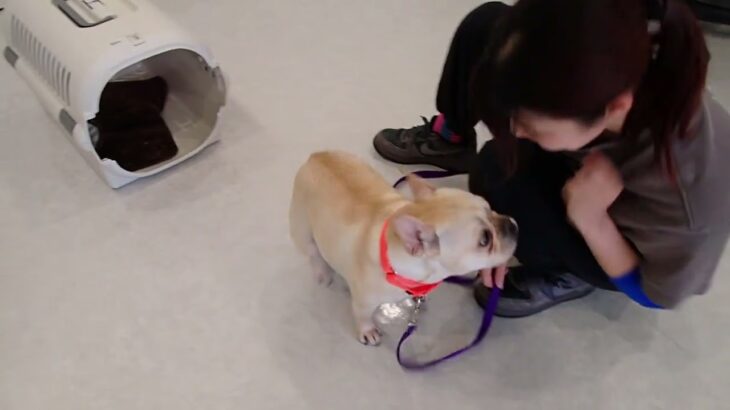 犬の幼稚園 なちゅちゃんとトレーニング