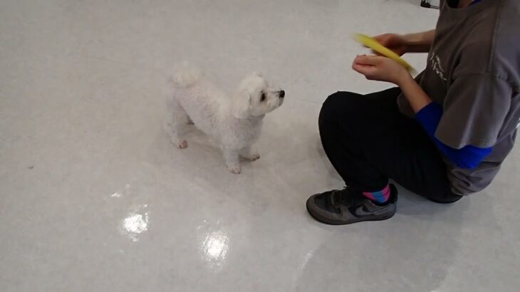 犬の幼稚園 華ちゃんとトレーニング