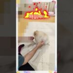 げんちゃん特訓中!　#ペット#犬#しつけ#