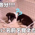 【しつけ】簡単に犬に名前を覚えさせる方法