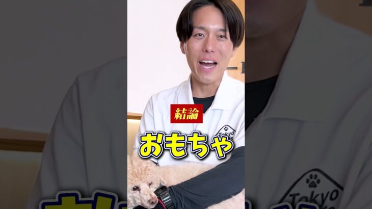 【犬しつけ】おやつ以外でいうことを聞いてほしい！