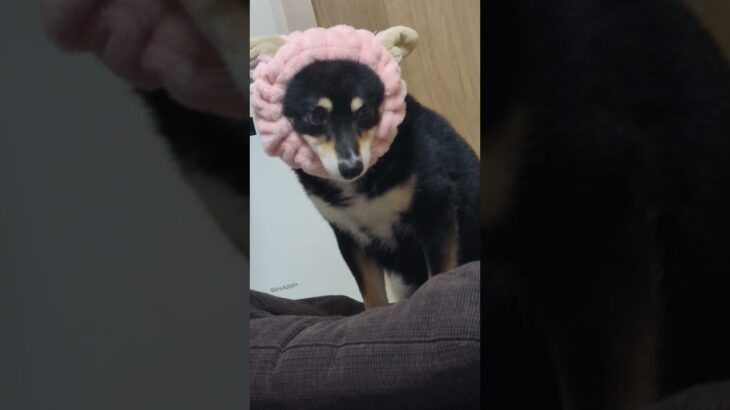 #可愛い犬動画 #可愛い #柴犬 #癒し #豆柴しつけ #豆柴の日常