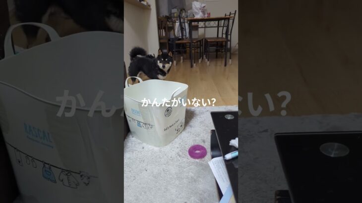 #豆柴の日常#可愛い犬動画 #柴犬 #豆柴しつけ #癒し