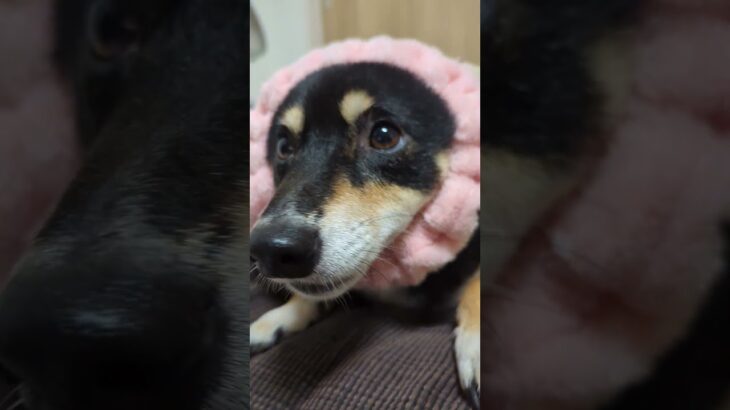 ヤバい可愛い#可愛い犬動画 #可愛い #柴犬 #癒し #豆柴しつけ #元気になる動画 #豆柴の日常 の