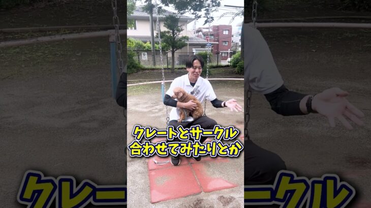 【犬しつけ】トイレを失敗させたくない！