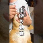 【豆柴】歯磨き動画。上手にできるかな？#豆柴 #歯磨きする犬 #しつけ