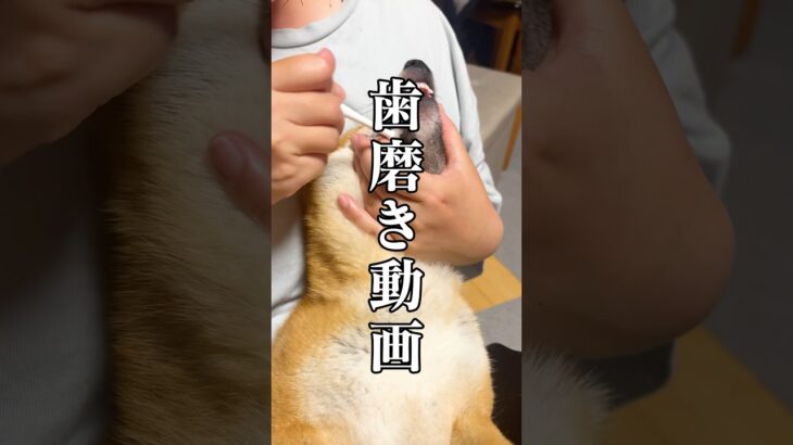 【豆柴】歯磨き動画。上手にできるかな？#豆柴 #歯磨きする犬 #しつけ
