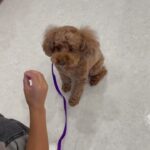 犬の幼稚園 ココくんとトレーニング