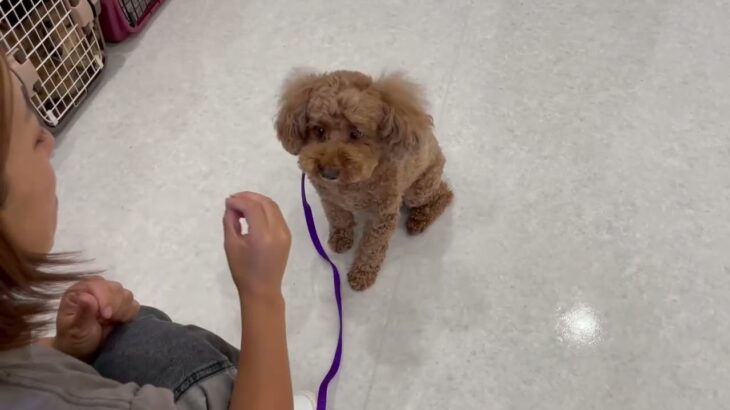 犬の幼稚園 ココくんとトレーニング