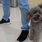 犬の幼稚園 輪くんとトレーニング