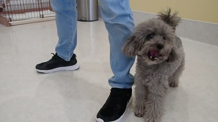 犬の幼稚園 輪くんとトレーニング