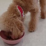 犬の幼稚園 ぴっぴちゃんとトレーニング