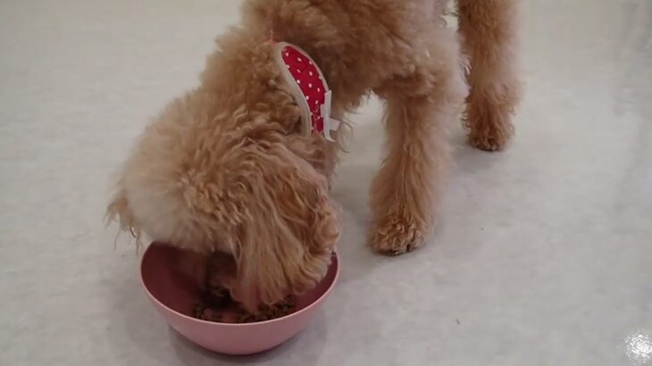 犬の幼稚園 ぴっぴちゃんとトレーニング
