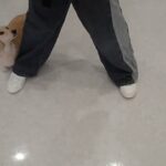 犬の幼稚園 にこまるくんとトレーニング