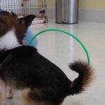 犬の幼稚園 のあくんとトレーニング