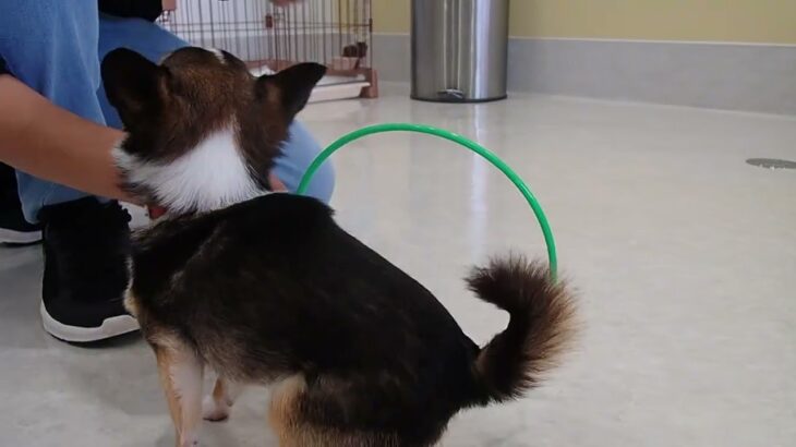 犬の幼稚園 のあくんとトレーニング