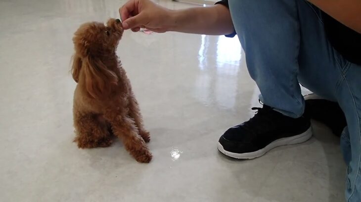 犬の幼稚園 モコちゃんとトレーニング