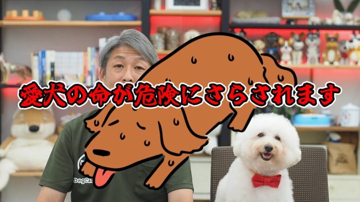 【犬とのくらし】熱中症に注意！愛犬との夏の過ごし方