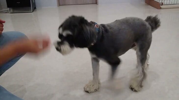犬の幼稚園 アオくんとトレーニング