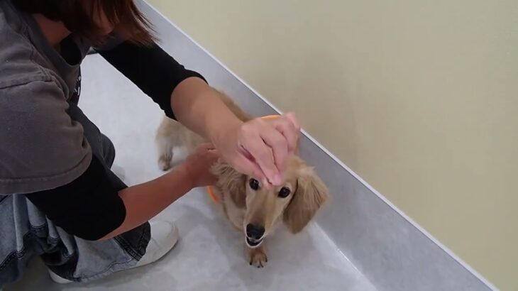 犬の幼稚園 むぎくんとトレーニング