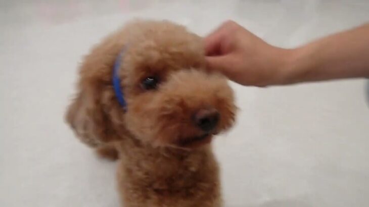 犬の幼稚園 たろうくんとトレーニング