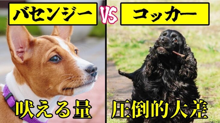 子犬を選ぶポイントも教えます！犬種によって吠えやすさはこんなにも違う