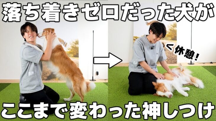 落ち着きが無い犬必見！「何もしない」を教えると犬はここまで変わる！【犬のしつけ】