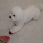 犬の幼稚園 ローヌくんとトレーニング