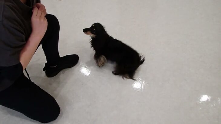 犬の幼稚園 メイちゃんとトレーニング