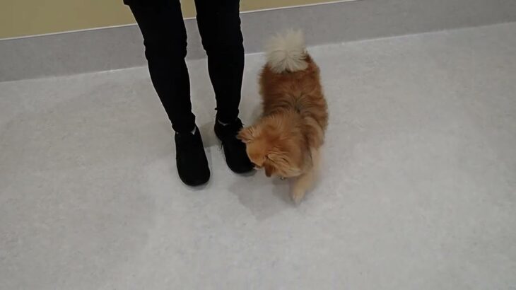 犬の幼稚園 くるみちゃんとトレーニング