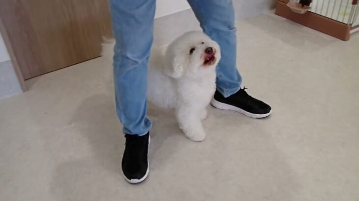 犬の幼稚園 ランディくんとトレーニング