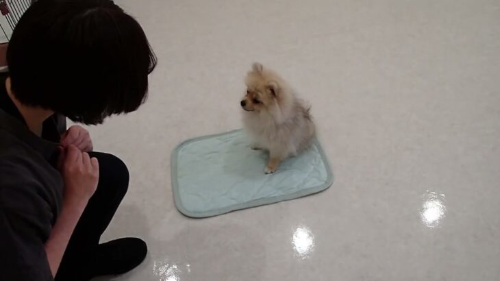 犬の幼稚園 ぷぅくんとトレーニング