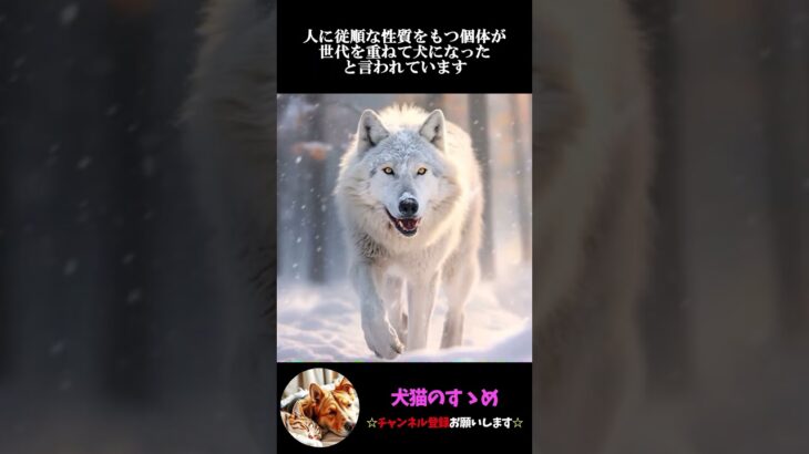 【犬に関する雑学】犬の進化の歴史が意外と奥が深い！日本と海外でも大きな違いがある？#犬 #プチ知識  #ゆっくり解説  ＃しつけ #心理学 #犬のいる生活  #愛犬