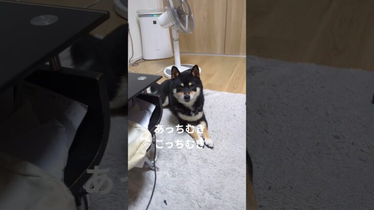 #可愛い犬動画 #豆柴の日常 #柴犬 #豆柴しつけ #元気になる動画