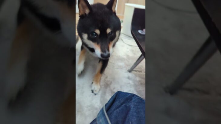 #可愛い犬動画 #可愛い #柴犬 #豆柴しつけ