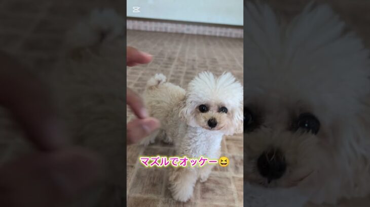 マズルリングの教え方#ドッグトレーニング #トイプードル #ドッグトレーナー #愛犬 #犬しつけ #犬のいる生活 #トリック