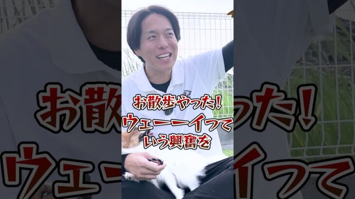 【犬しつけ】散歩の興奮コレで直ります！
