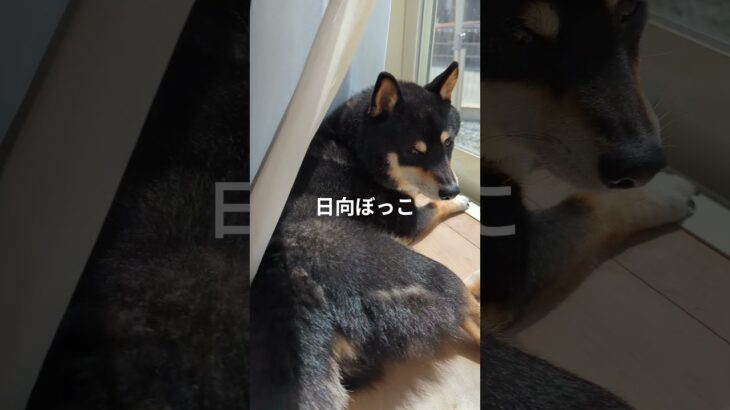 #豆柴の日常 #可愛い犬動画 #可愛い #柴犬 #豆柴しつけ #元気になる動画