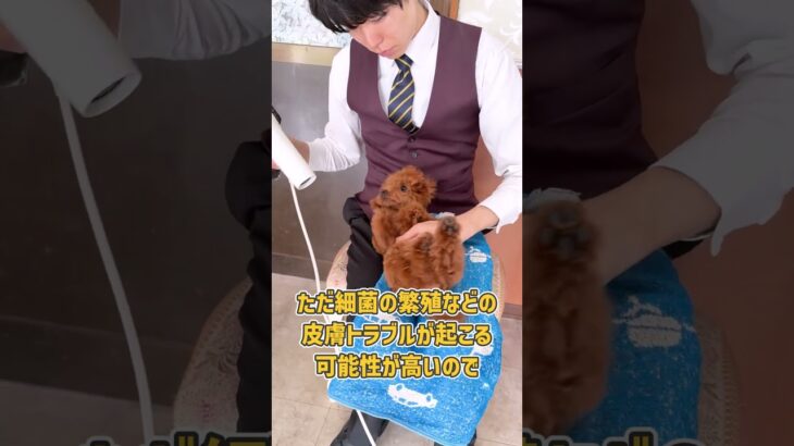 トイプーさんのドライヤートレーニング風景
