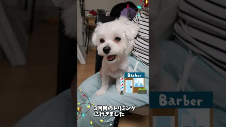 トリミングで疲れたマルチーズ子犬＃シニア＃子犬＃しつけ＃遊ぶ＃かわいい＃赤ちゃん＃ペット＃ふせ＃トリミング＃マルチーズ＃遊ぶ＃吠える＃噛む＃癒し＃犬＃ #犬のいる生活