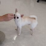 犬の幼稚園 コハクくんとトレーニング