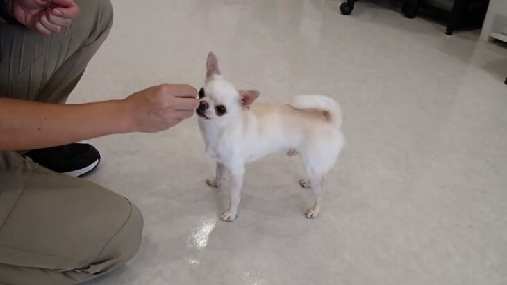 犬の幼稚園 コハクくんとトレーニング