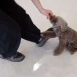 犬の幼稚園 雨ちゃんとトレーニング
