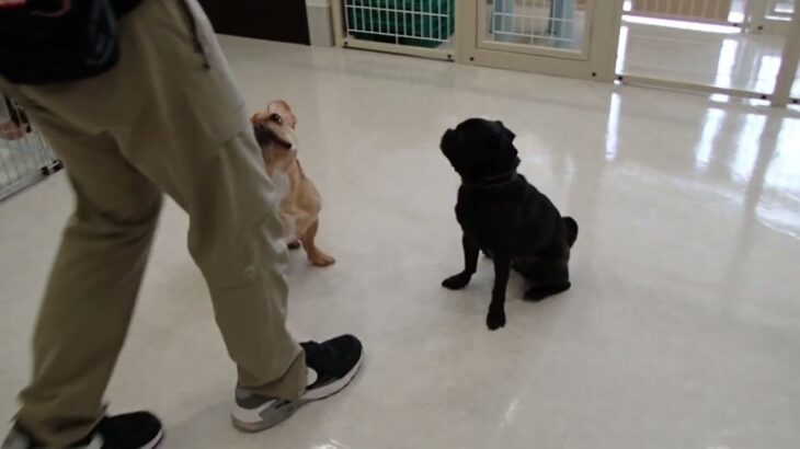 犬の幼稚園 レオくん＆金吾くんとトレーニング
