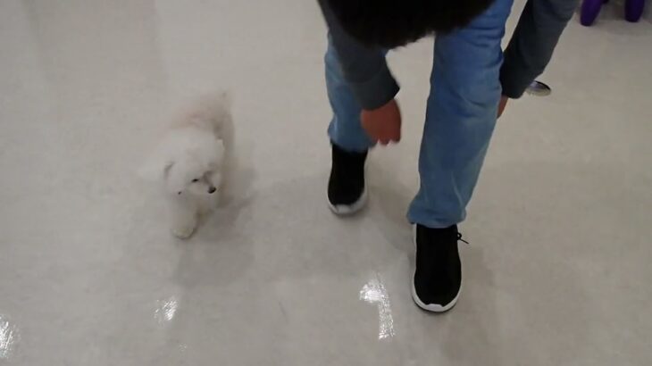 犬の幼稚園 バニラちゃんとトレーニング